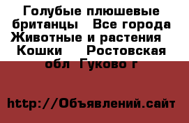 Голубые плюшевые британцы - Все города Животные и растения » Кошки   . Ростовская обл.,Гуково г.